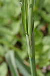 Spiderwort